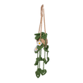 Hanging Plant- green leaves, white flowers