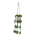 Hanging Plant- dark green leaves